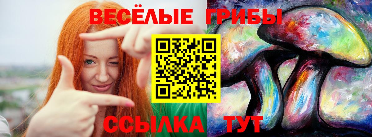 Галлюциногенные грибы Cubensis  Вход с VPN  Камень-на-Оби 